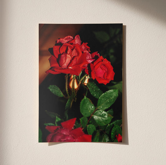 Red Roses at Night, Unframed Semi-Glossy Print of Flowers After Rain