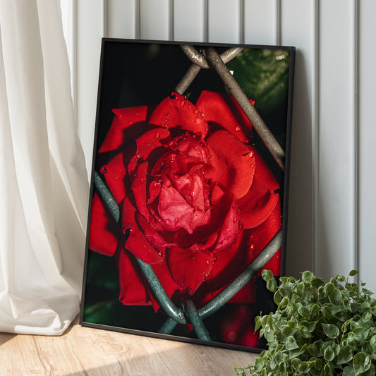 Red Rose in a Fence Wall Art, Semi-Glossy Framed Print