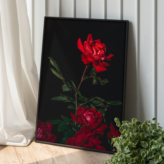 Red Rose Wall Art in Metal Frame - Semi-Glossy Print